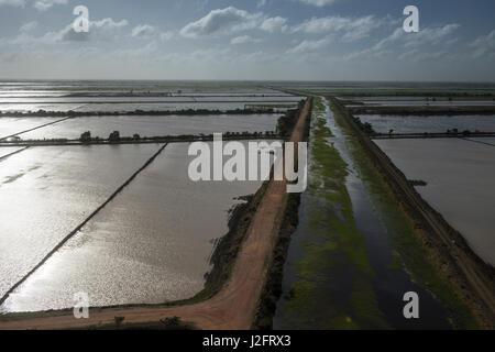 Rice production. Coastal area, Miconi Mahaica, Guyana Stock Photo