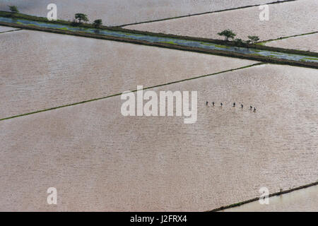 Rice production. Coastal area, Mahaica Miconi, Guyana Stock Photo