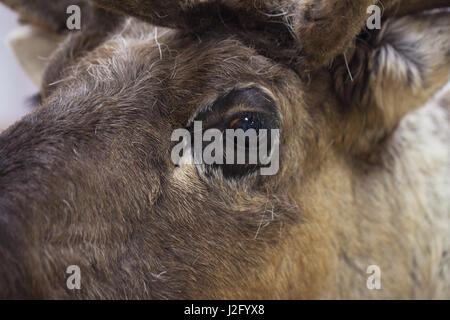 Close-up of a reindeer in the brown fur coat. Clever and watchful look of a deer. Portrait part. Concept environmental protection, ecology and Christm Stock Photo