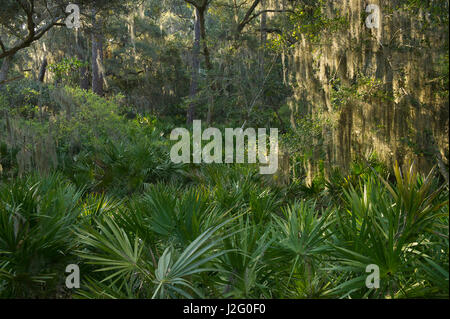 Coastal forest with Spanish moss (Tillandsia usneoides) growing upon Southern Live Oak (Quercus Virginiana) and Saw palmetto (Serenoa ripens), Little St Simon's Island, Barrier Islands, Georgia, USA Stock Photo