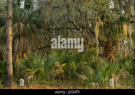 Coastal forest with Spanish moss (Tillandsia usneoides) growing upon Southern Live Oak (Quercus Virginiana) and Saw palmetto (Serenoa ripens), Little St Simon's Island, Barrier Islands, Georgia, USA Stock Photo