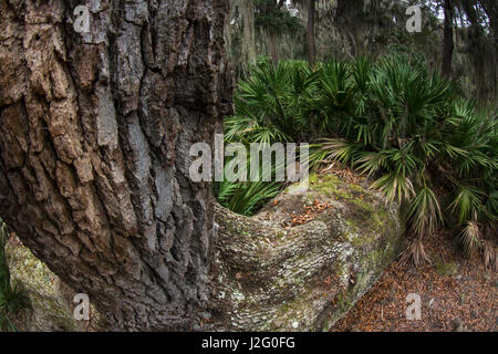 Coastal forest with Spanish moss (Tillandsia usneoides) growing upon Southern Live Oak (Quercus Virginiana) and Saw palmetto (Serenoa ripens) Little St Simon's Island, Barrier Islands, Georgia USA Stock Photo