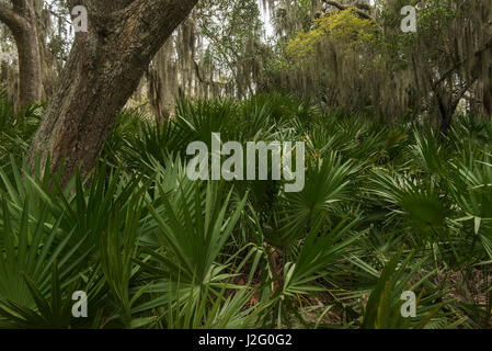 Coastal forest with Spanish moss (Tillandsia usneoides) growing upon Southern Live Oak (Quercus Virginiana) and Saw palmetto (Serenoa ripens) Little St Simon's Island, Barrier Islands, Georgia, USA Stock Photo