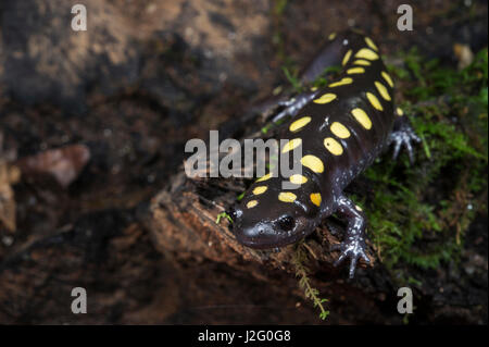 Spotted Salamander (Ambystoma maculatum) Captive. The Orianne Indigo Snake Preserve, Telfair County. Georgia, USA Stock Photo