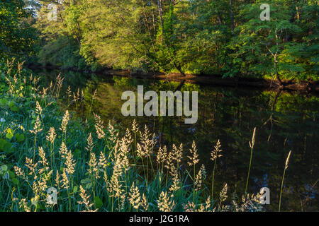 Early morning on the Taunton River at a Wildlands Trust preserve in Raynham, Massachusetts. Stock Photo