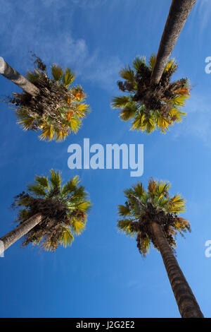 Nice four palm trees in the blue sky.  Date palm trees.Perspective view from floor high up Stock Photo