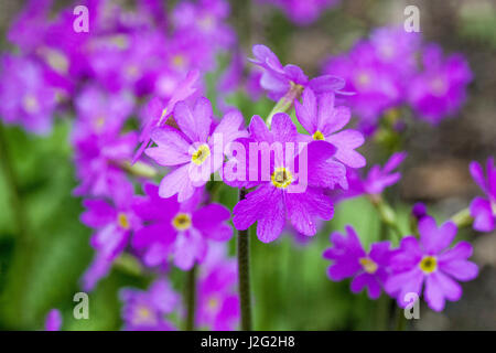 Primula cortusoides, primrose, primroses Stock Photo