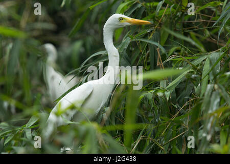 Intermediate Egret locally known as Maijla Bok. Sylhet, Bangladesh. Stock Photo