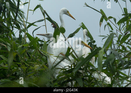 Intermediate Egret locally known as Maijla Bok. Sylhet, Bangladesh. Stock Photo