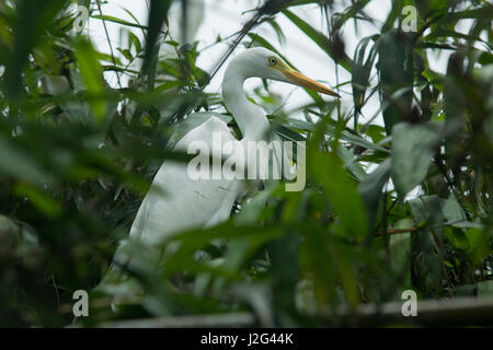 Intermediate Egret locally known as Maijla Bok. Sylhet, Bangladesh. Stock Photo