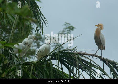 Intermediate Egret locally known as Maijla Bok. Sylhet, Bangladesh. Stock Photo