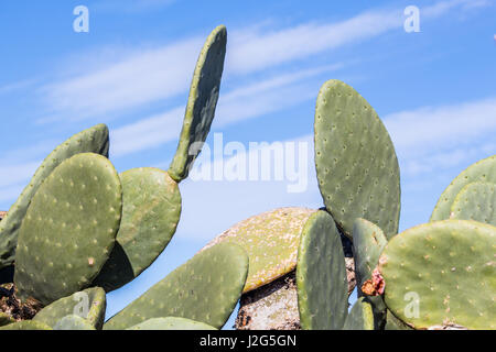 Prickly pear cactus in the winter sun in Malta. Blue sky and cirrus clouds in the background. Stock Photo