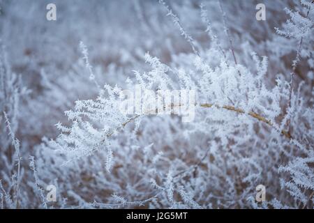 Hoarfrost on plants. Winter abstract macro of rime on plants. Stock Photo