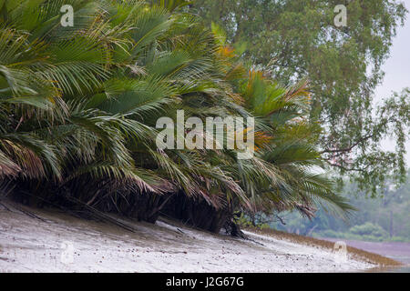 Nipa Palm also known Golpata at the Sundarbans, a UNESCO World Heritage Site and a wildlife sanctuary. The largest littoral mangrove forest in the wor Stock Photo