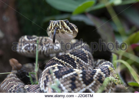 Young eastern diamondback rattlesnake - Crotalus adamanteus Stock Photo ...