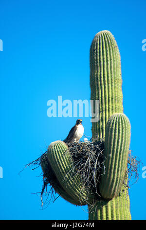 A pale morph red-tailed hawk (Buteo jamaicensis) nests in the arms of a saguaro cactus in Organ Pipe Cactus National Monument in the Sonoran Desert of Arizona. A grey chick can be seen in the nest. (Large format sizes available) Stock Photo