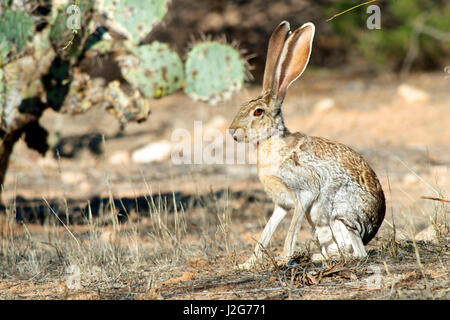 An antelope jackrabbit (Lepus alleni). It is the largest of the North American hares and is normally found only in Arizona. Stock Photo