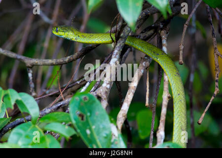 Green Cat Snake also known as Sobuj Fono Monosha Shap at the Sundarbans, a UNESCO World Heritage Site and a wildlife sanctuary. Bagerhat, Bangladesh. Stock Photo