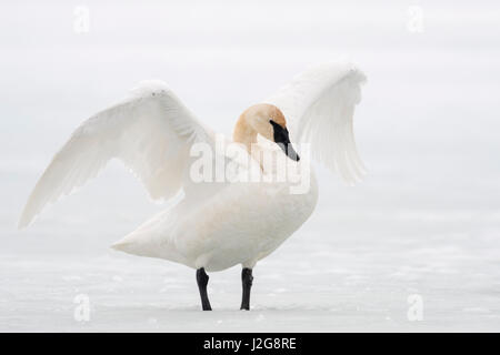 Trumpeter Swan / Trompeterschwan ( Cygnus buccinator ) in winter, flapping its wings, standing on a frozen river, Grand Teton NP, Wyoming, USA. Stock Photo