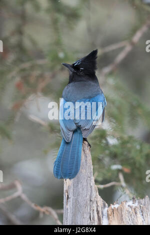 Steller's jay / Diademhaeher ( Cyanocitta stelleri ) in winter, backside view, perched on an old rotten tree stump, Yellowstone NP, USA. Stock Photo