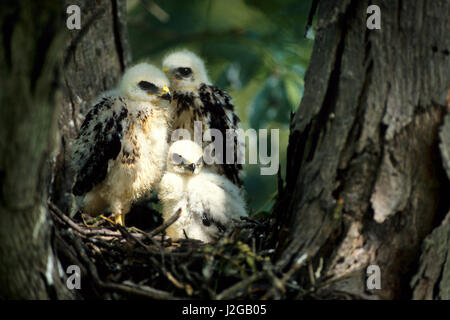 Broad-winged hawk (Buteo platypterus) juveniles at nest site, Illinois Stock Photo