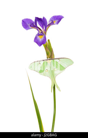 Luna Moth (Actias luna) on Blue Flag Iris (Iris versicolor) on white background, Marion County, Illinois Stock Photo