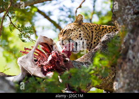 Leopard is eating prey on the tree. National Park. Kenya. The Tanzania. Maasai Mara. Serengeti. Stock Photo