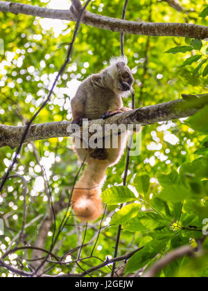 Lemur in their natural habitat, Lokobe Strict Nature Reserve in Nosy Be, Madagascar, Africa Stock Photo