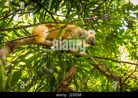 Lemur in their natural habitat, Lokobe Strict Nature Reserve in Nosy Be, Madagascar, Africa Stock Photo