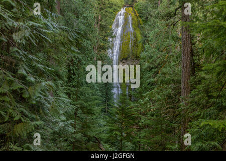 Proxy Falls in the Three Sisters Wilderness, Oregon, USA (Large format sizes available) Stock Photo