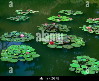 USA, Oregon, Shore Acres State Park, Cultivated water lilies bloom on shallow pond in formal garden. (Large format sizes available) Stock Photo