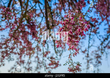First rays of sunshine filter through the blossoms of an Ironwood tree in Bloom. Stock Photo