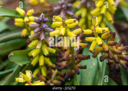 Muscari macrocarpum 'Golden Fragrance' Stock Photo