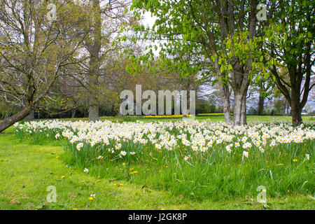 Beds of white narcissus and yellow daffodils on a grassy slope in the public park at Barnett`s Desmesne in Belfast in late April just before the bloom Stock Photo