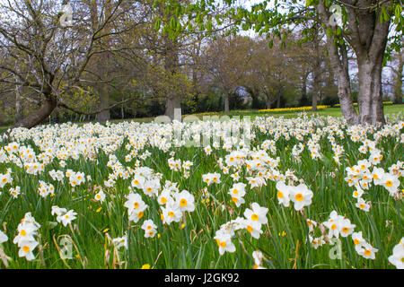 Beds of white narcissus and yellow daffodils on a grassy slope in the public park at Barnett`s Desmesne in Belfast in late April just before the bloom Stock Photo