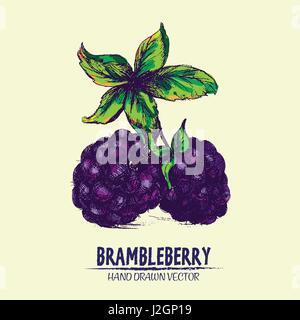 Digital vector color detailed brambleberry hand drawn retro illustration collection set. Thin artistic linear pencil outline. Vintage ink flat style,  Stock Vector