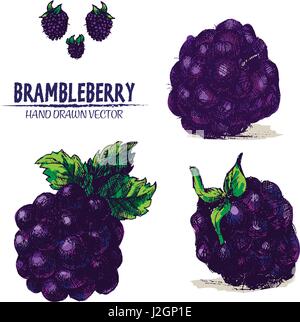 Digital vector color detailed brambleberry hand drawn retro illustration collection set. Thin artistic linear pencil outline. Vintage ink flat style,  Stock Vector