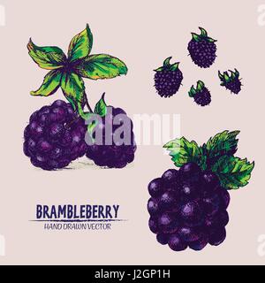 Digital vector color detailed brambleberry hand drawn retro illustration collection set. Thin artistic linear pencil outline. Vintage ink flat style,  Stock Vector