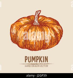 Digital vector color detailed pumpkin hand drawn retro illustration collection set. Thin artistic linear pencil outline. Vintage ink flat style, engra Stock Vector