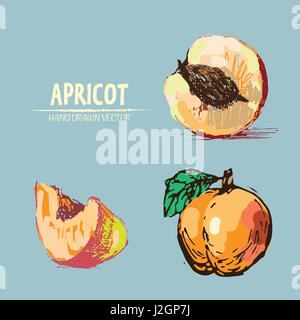 Digital vector detailed apricot hand drawn retro illustration collection set. Thin artistic linear pencil outline. Vintage ink flat style, engraved si Stock Vector
