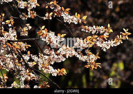 White blooming tree branch in sun light in the spring park in Poland Stock Photo