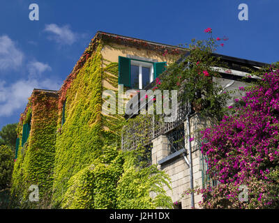 Colorful leaves on house - Walls of house in Naples covered with colored leaves and flowers, blue sky background, sunny day. Stock Photo