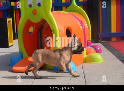 A Wickford-based dog charity has unveiled a new puppy playground offering the youngsters in its care a safe place to have fun and frolics. The new space draws inspiration from a children’s playground, complete with bright colours, a sand pit, miniature agility equipment and tunnels, and a soft play area. As part of their development programme, the play haven will be used to help the pups become more accustomed to the big wide world, offering them an exciting and secure place to play. The first residents to trial the new playground were six French Bulldogs, two Dachshunds and a Chow Chow pup Stock Photo