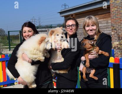 A Wickford-based dog charity has unveiled a new puppy playground offering the youngsters in its care a safe place to have fun and frolics. The new space draws inspiration from a children’s playground, complete with bright colours, a sand pit, miniature agility equipment and tunnels, and a soft play area. As part of their development programme, the play haven will be used to help the pups become more accustomed to the big wide world, offering them an exciting and secure place to play. The first residents to trial the new playground were six French Bulldogs, two Dachshunds and a Chow Chow pup Stock Photo