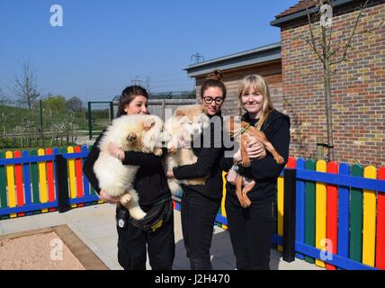 A Wickford-based dog charity has unveiled a new puppy playground offering the youngsters in its care a safe place to have fun and frolics. The new space draws inspiration from a children’s playground, complete with bright colours, a sand pit, miniature agility equipment and tunnels, and a soft play area. As part of their development programme, the play haven will be used to help the pups become more accustomed to the big wide world, offering them an exciting and secure place to play. The first residents to trial the new playground were six French Bulldogs, two Dachshunds and a Chow Chow pup Stock Photo