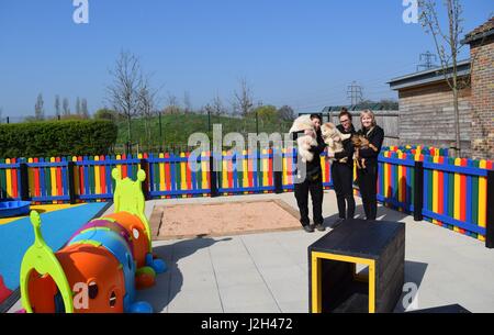 A Wickford-based dog charity has unveiled a new puppy playground offering the youngsters in its care a safe place to have fun and frolics. The new space draws inspiration from a children’s playground, complete with bright colours, a sand pit, miniature agility equipment and tunnels, and a soft play area. As part of their development programme, the play haven will be used to help the pups become more accustomed to the big wide world, offering them an exciting and secure place to play. The first residents to trial the new playground were six French Bulldogs, two Dachshunds and a Chow Chow pup Stock Photo