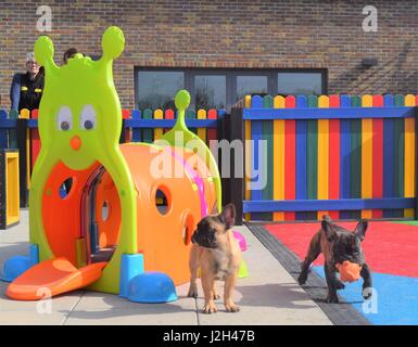 A Wickford-based dog charity has unveiled a new puppy playground offering the youngsters in its care a safe place to have fun and frolics. The new space draws inspiration from a children’s playground, complete with bright colours, a sand pit, miniature agility equipment and tunnels, and a soft play area. As part of their development programme, the play haven will be used to help the pups become more accustomed to the big wide world, offering them an exciting and secure place to play. The first residents to trial the new playground were six French Bulldogs, two Dachshunds and a Chow Chow pup Stock Photo