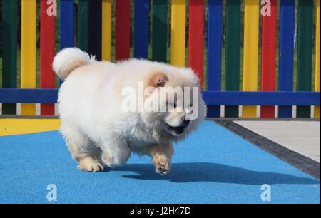 A Wickford-based dog charity has unveiled a new puppy playground offering the youngsters in its care a safe place to have fun and frolics. The new space draws inspiration from a children’s playground, complete with bright colours, a sand pit, miniature agility equipment and tunnels, and a soft play area. As part of their development programme, the play haven will be used to help the pups become more accustomed to the big wide world, offering them an exciting and secure place to play. The first residents to trial the new playground were six French Bulldogs, two Dachshunds and a Chow Chow pup Stock Photo