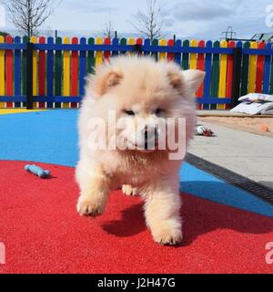 A Wickford-based dog charity has unveiled a new puppy playground offering the youngsters in its care a safe place to have fun and frolics. The new space draws inspiration from a children’s playground, complete with bright colours, a sand pit, miniature agility equipment and tunnels, and a soft play area. As part of their development programme, the play haven will be used to help the pups become more accustomed to the big wide world, offering them an exciting and secure place to play. The first residents to trial the new playground were six French Bulldogs, two Dachshunds and a Chow Chow pup Stock Photo