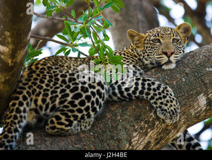 Leopard is lying on a tree. National Park. Kenya. Tanzania. Maasai Mara. Serengeti. Stock Photo